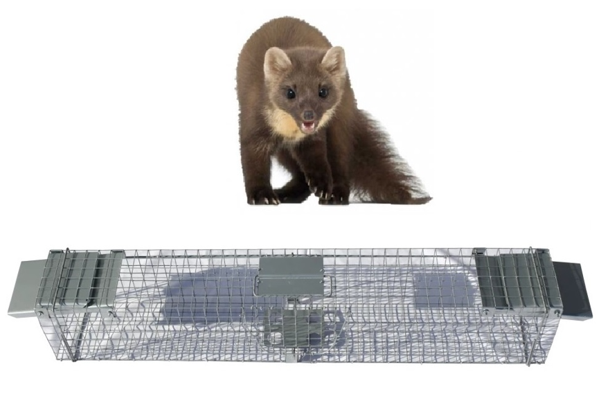 humanitarna pułapka na kuny